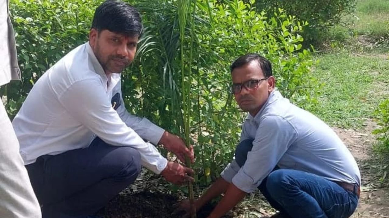 Tree-july-8
